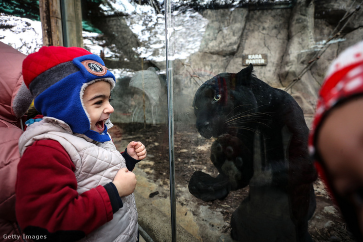 Fekete párduc egy isztambuli állatkertben.