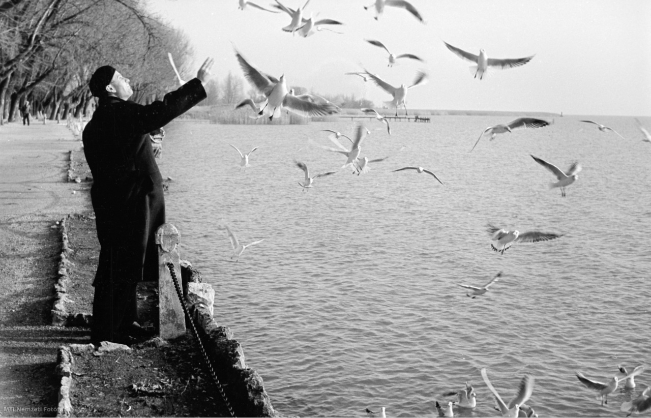 Tihany, 1959. január 13. Sirályokat etető férfi a tihanyi Balaton-parton. 