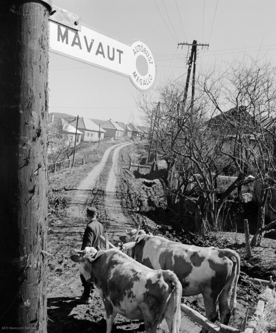 Hollókő, 1960. március 22. Igavonó marháit vezető férfi a MÁVAUT buszmegállótól felfelé vezető úton. A megállóból Szécsény, Pásztó és Salgótarján felé közlekedik buszjárat.