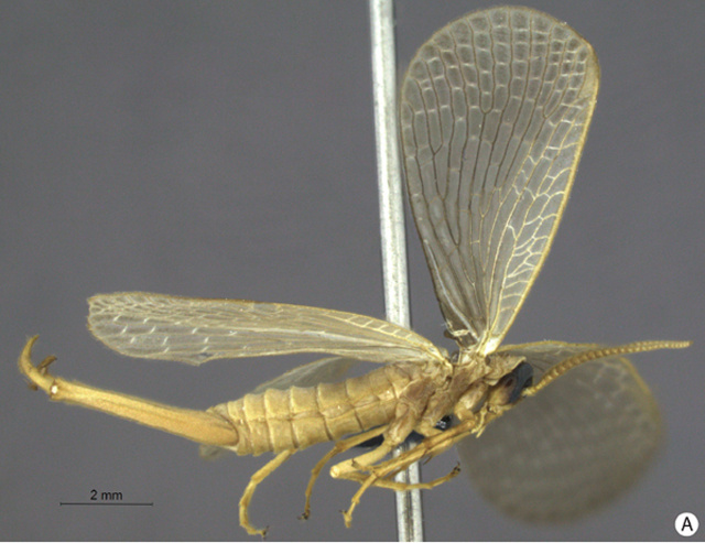 Austromerope brasiliensis