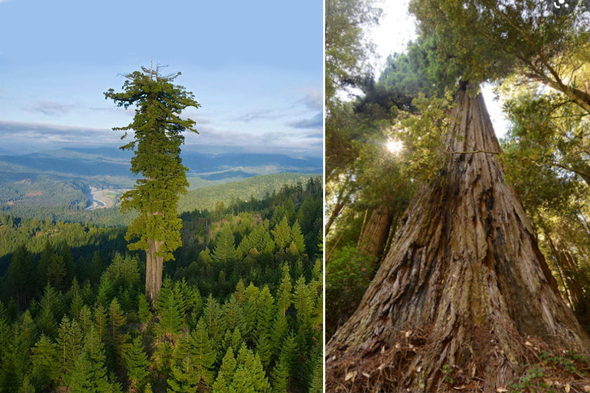 A világ legmagasabb fája a Hyperion, mely nem kevesebb mint 115,92 méter magas. Az Amerikai Egyesült Államokban, a Redwood Nemzeti Parkban található.