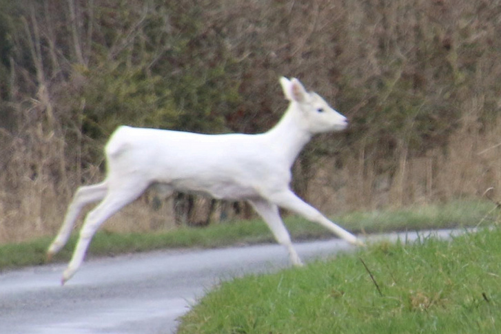 SWNS WHITE DEER 004