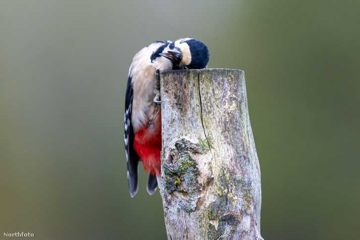 h MDRUM January Blues Woodpecker-1