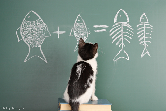 A macskák fejlett kognitív képességeket mutatnak
