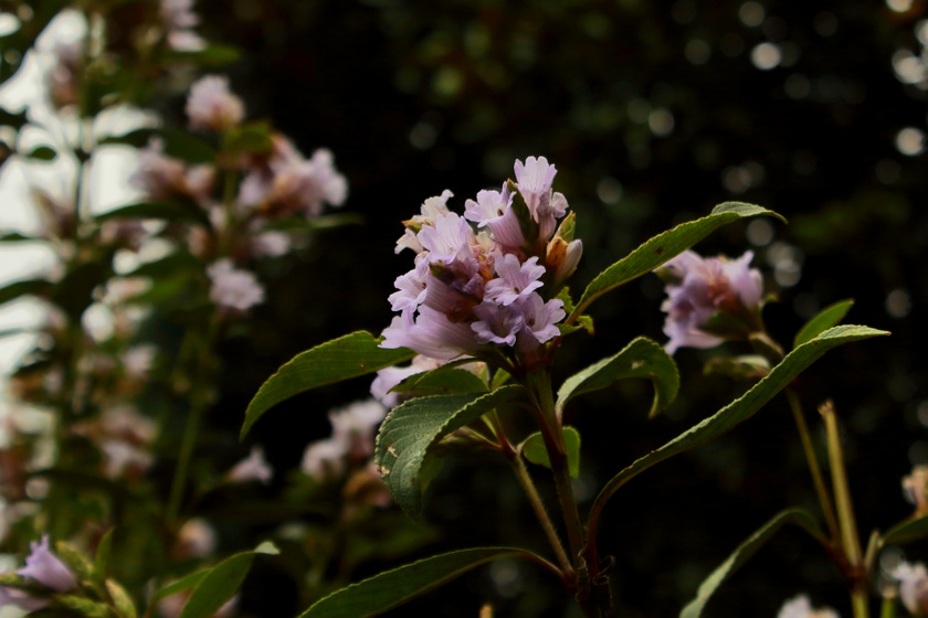 A Neelakurinjii (Strobilanthes kunthiana) minden bizonnyal a világ egyik legkülönlegesebb virága, és ezt a címet nem a megjelenésének, hanem ritka, 12 évente szeptemberben és októberben esedékes virágzásának köszönheti. Nevének jelentése „kék virág”. Igazán szerencsés az az utazó, aki élőben is gyönyörködhet a szirmaiban.