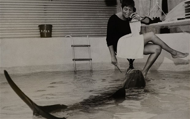Margaret Lovatt és az LSD-függő hím delfin, Peter közös lakosztályukban
