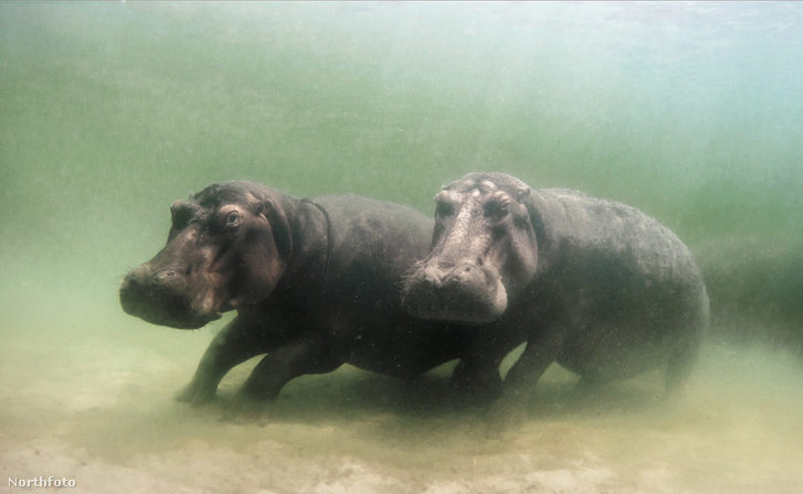 h MDRUM Hippos Play Underwater-7