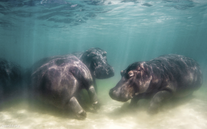h MDRUM Hippos Play Underwater-6