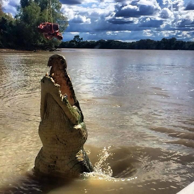 Darwin környékén ilyen óriás krokodilok élnek – ezt például Timi maga fotózta