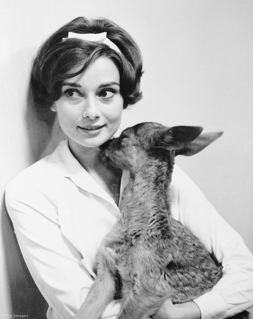 Audrey Hepburn egy bűbájos őzet tartott kedvencként.