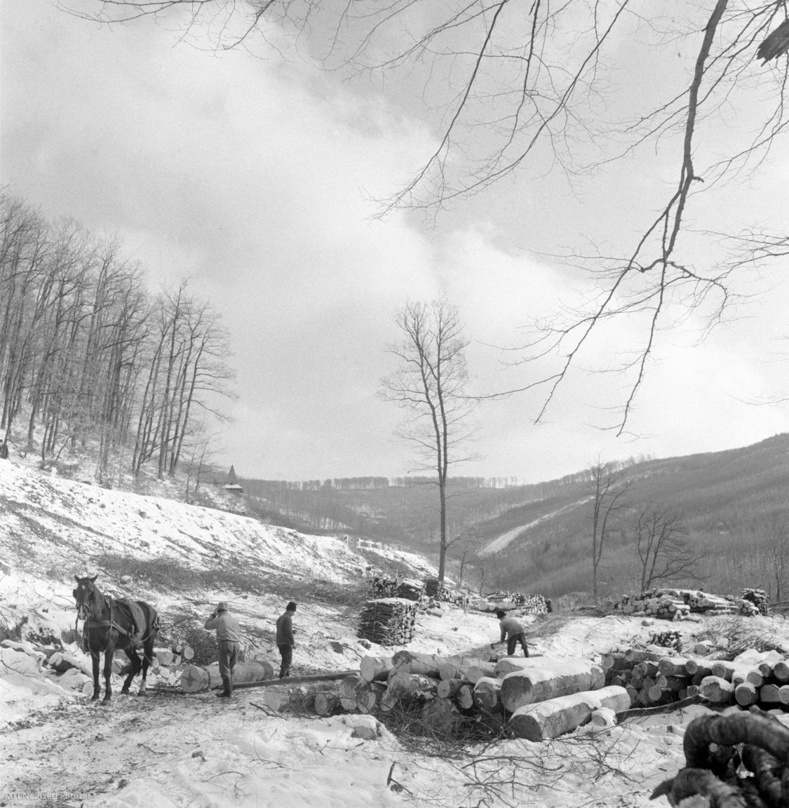 Magyarország, 1965. november 25. A Mátrai Állami Erdőgazdaság munkásai elszállítják a kitermelt fát. A felvétel készítésének pontos helyszíne ismeretlen.