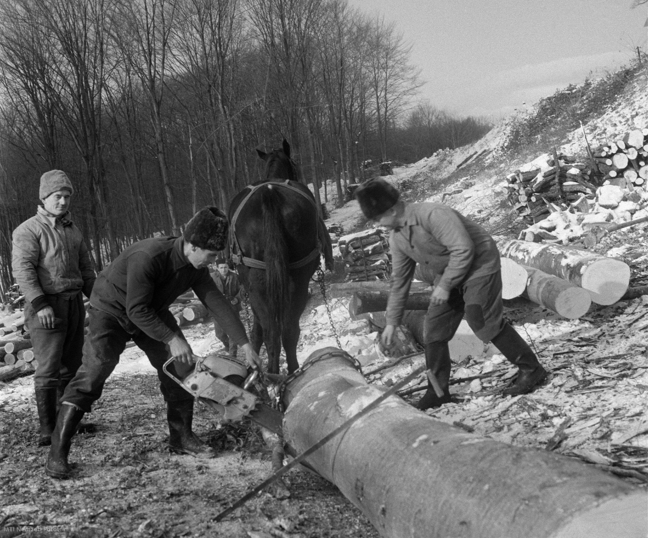 Heves megye, 1965. november 25. Megkezdték a téli fakitermelést a Mátrai Erdőgazdaság dolgozói. A kivágott fákat láncfűrésszel darabolják, a farönköket lóval vontatják a farakásokhoz. A felvétel készítésének pontos helyszíne ismeretlen.