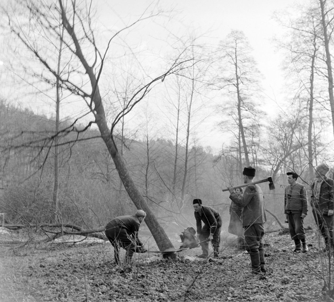 Buják, 1958. január 21. A Balassagyarmati Állami Erdőgazdaság bujáki erdészetének favágói égerfát vágnak ki.