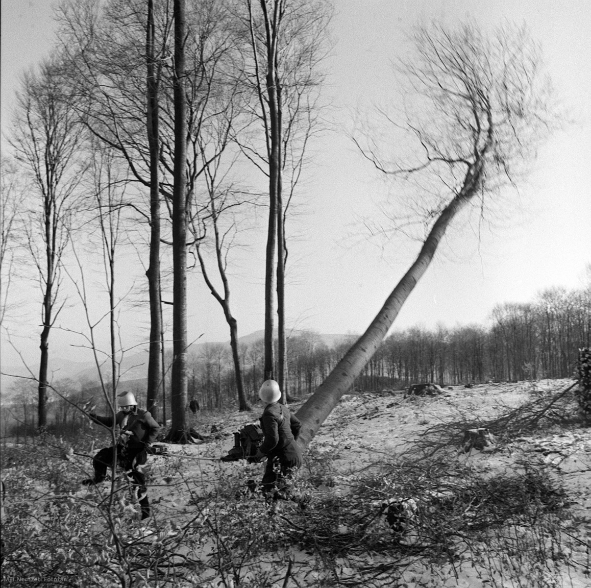 Gyöngyössolymos, 1961. december 19. A Mátrai Állami Erdőgazdaság erdeiben a tél folyamán mintegy 150 ezer köbméter fát termelnek ki. A nehéz fizikai munka 90 százalékát gépesítették. A képen: a gazdaság gyöngyössolymosi erdészetében Tóth József és brigádja vágja ki a kijelölt bükkfákat.