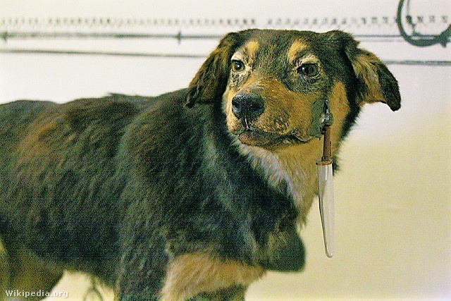 Egy a sok kutya közül, amelyeket Pavlov a kísérleteihez használt (valószínűleg Bajkál), Pavlov Múzeum, Rjazan, Oroszország. Figyeljük meg a nyálgyűjtő edényt és a kutya pofájába sebészi úton beültetett csövet