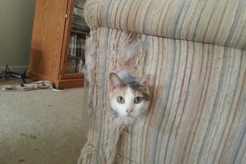 A macska, aki addig harcolt a kanapéval, míg az be nem kebelezte őt.