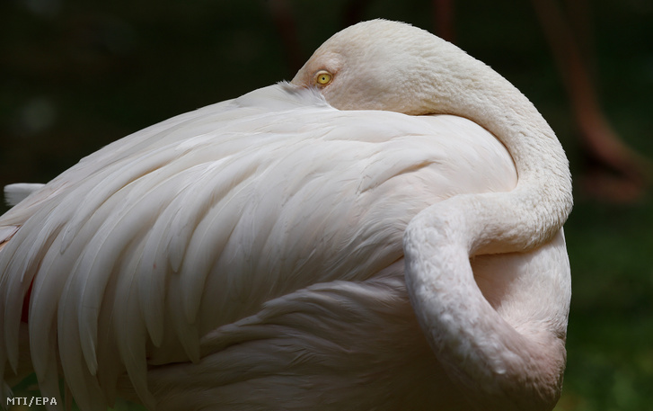 Fejét a hátára fektetve alszik egy kis flamingó (Phoeniconaias minor) a johannesburgi Joburg Állatkertben 2020. január 22-én