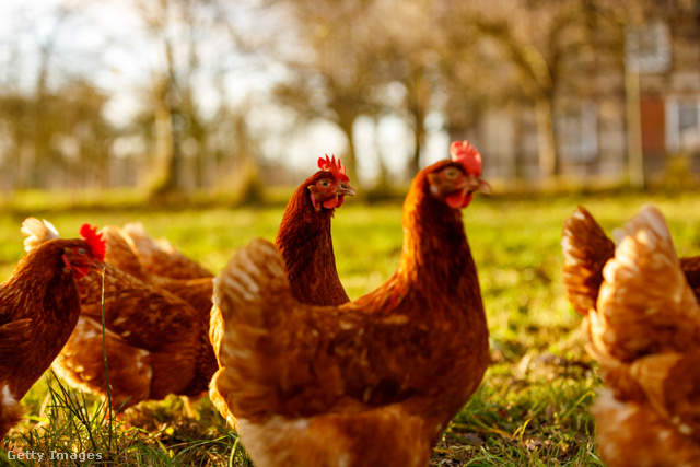 A bio- és szabadtartású tojásokat adó tyúkok a szabadba is kimehetnek