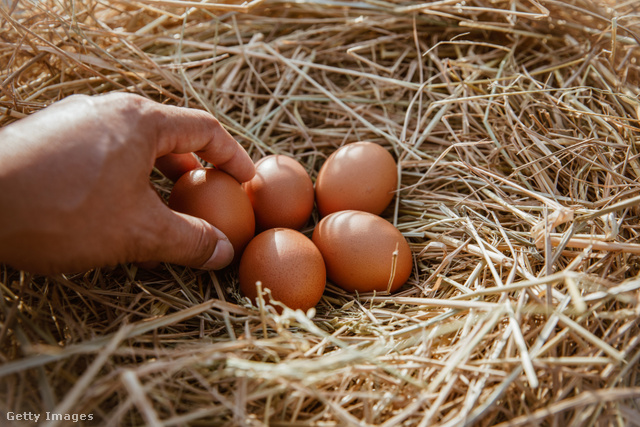 A tartás módja és a tojás minősége szorosan összefügg