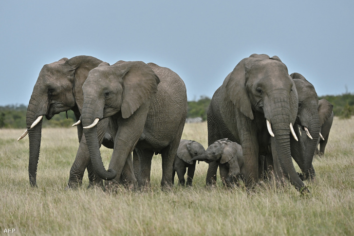 Elefántok a kenyai Ol Kinyei rezervátumban 2020. június 23-án