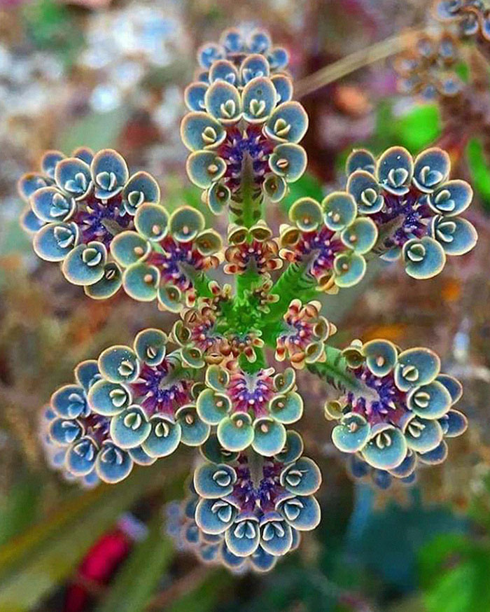A korallvirág nemcsak gyönyörű, de még ilyen szimmetrikus is lehet.