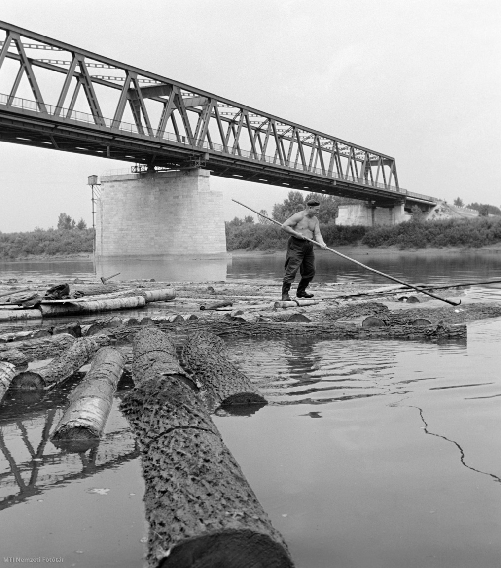 Polgár, 1961. június 9. Nagy János, a Hajdúsági Erdőgazdaság háromtagú tutajosbrigádjának tagja rönktutajt készít a tiszai szállításhoz a tiszapolgári hídnál.