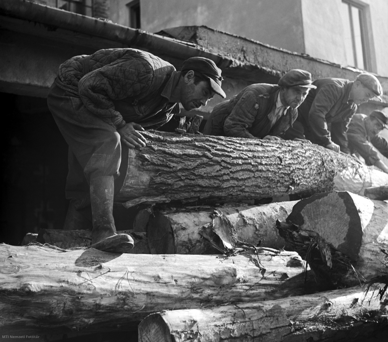 Budapest, 1954. november 13. A feldolgozásra érkezett farönköket pakolják a Budafoki Gyufagyár dolgozói. 