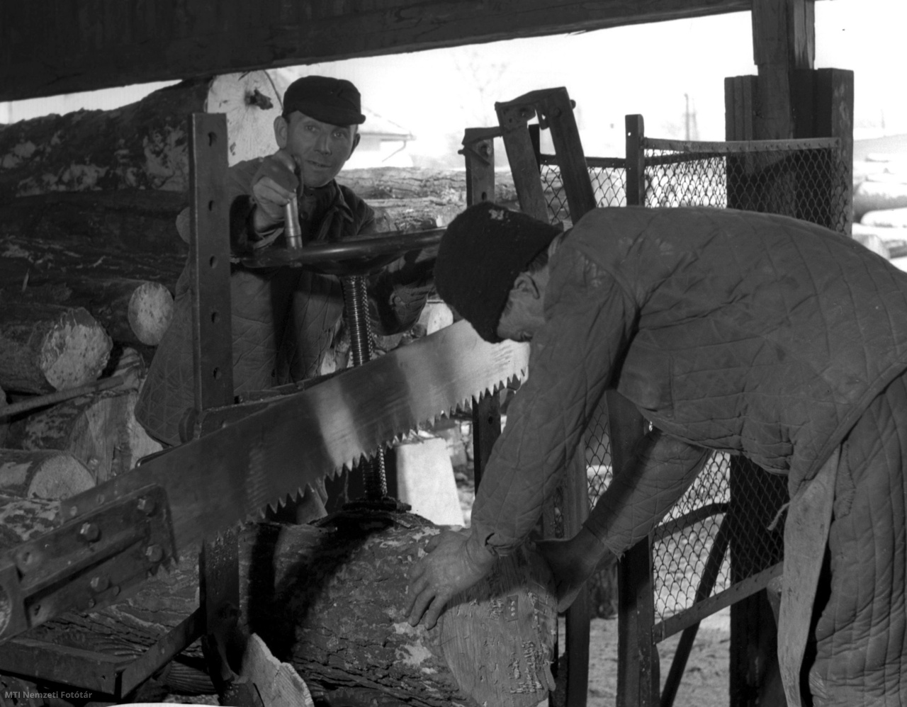 Kecskemét, 1956. február 5. Miskolci Pál és Pácsa József rönkösök fűrész alá készítik a rönkfát a Kecskeméti Gyufagyár fűrészüzemében.