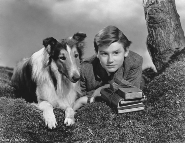 Lassie és filmbeli gazdája, Roddy McDowall