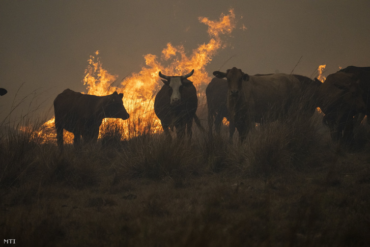Szarvasmarhák egy lángba borult legelőn az argentin Corrientes tartományban fekvő Santo Tome közelében 2022. február 20-án