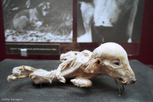 A Csernobil Múzeum kiállításán egy kismalac eltorzult teste figyelmezteti a látogatókat a súlyos következményekre