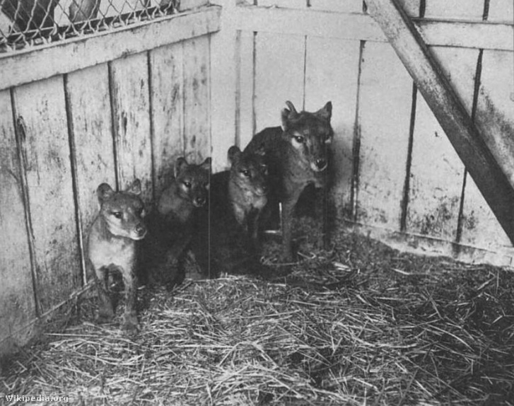 Lobo de cartera y sus cachorros en el zoológico de Hobart en 1909