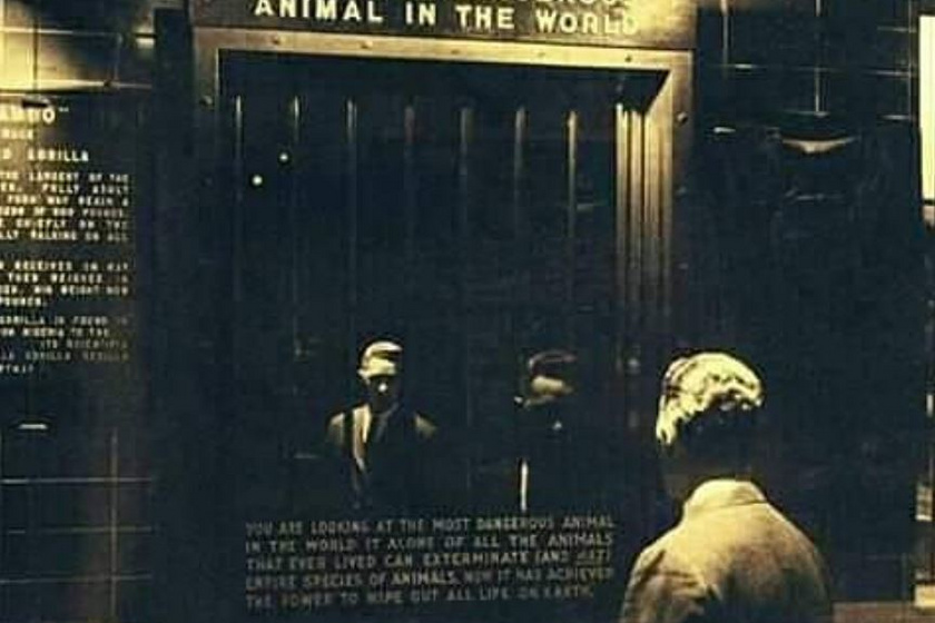 1963-ban a bronxi állatkert egy kiállítás keretében bemutatta a "legveszélyesebb állatot a Földön". Ez egy tükör volt.