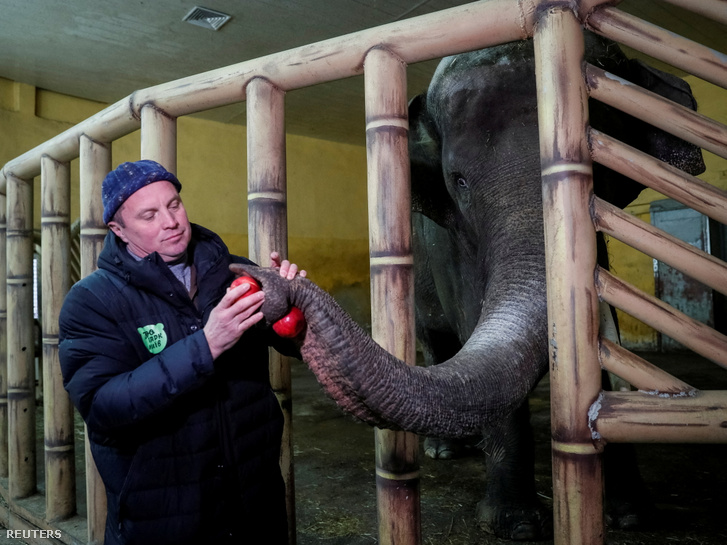 Kirilo Trantin a kijevi állatkert igazgatója eteti Khorast a 17 éves elefántot Ukrajnában 2022. március 3-án