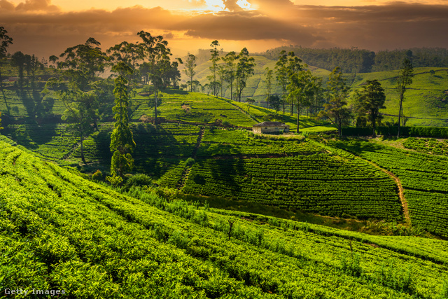 Teaültetvény Srí Lankán napjainkban
