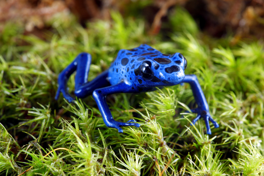 A kék nyílméregbéka (Dendrobates tinctorius azureus) Brazíliában és Guyanában fordul elő. A mérgét az általa fogyasztott rovaroktól nyeri.