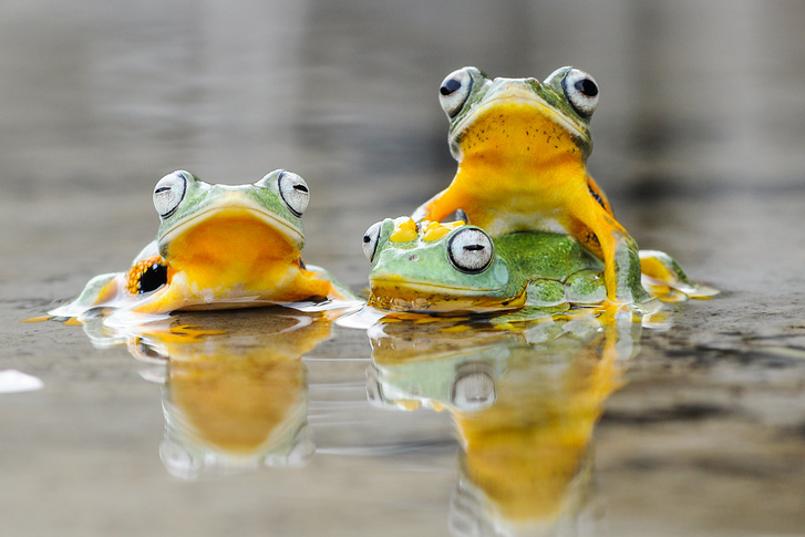 h MDRUM Cute Frog Trio-4