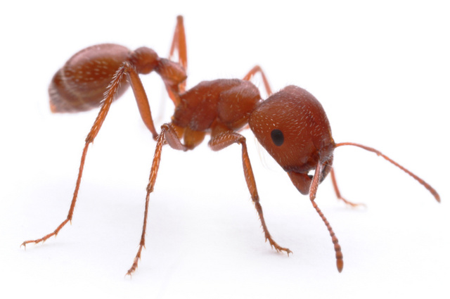 Egy rovar, amelynek halálos lehet a csípése: Pogonomyrmex maricopa