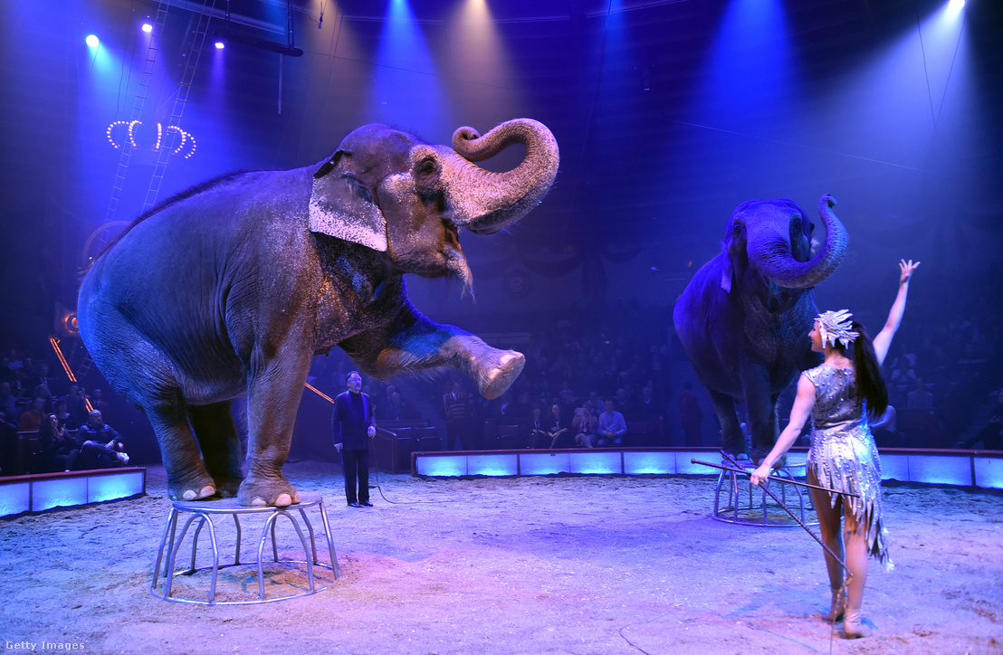 Elefántok a Circus Krone-ban 2020. március 1-jén Münchenben, Németországban