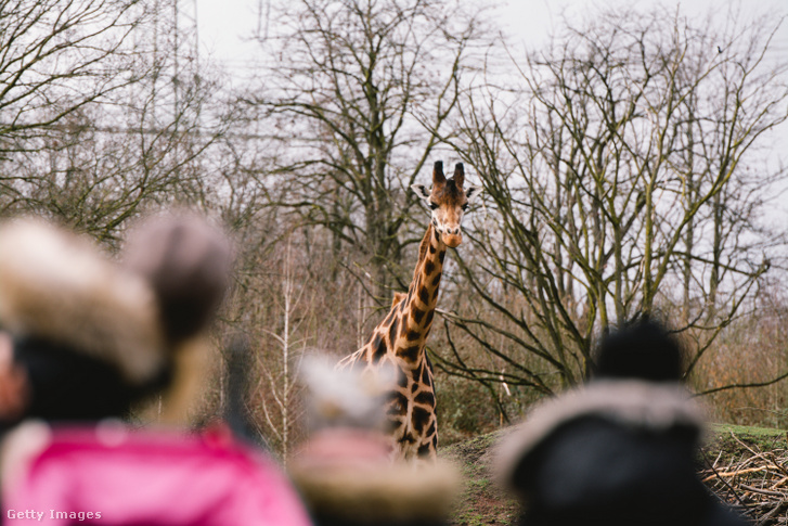 Egy zsiráf sétál a látogatók felé egy állatkertben 2021. március 12-én Németországban