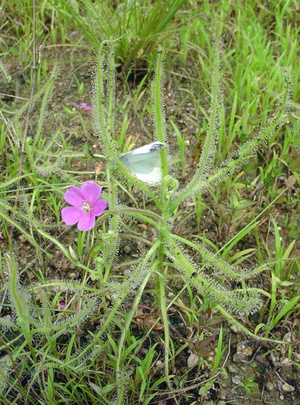 sundew