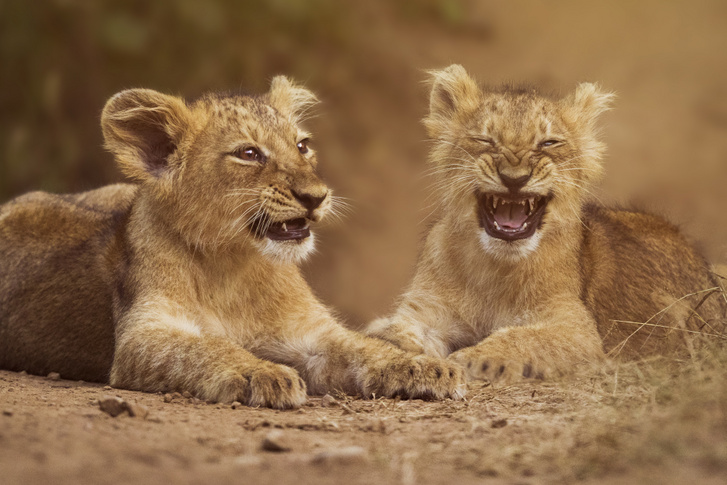 h MDRUM Laughing Lion Cubs-2