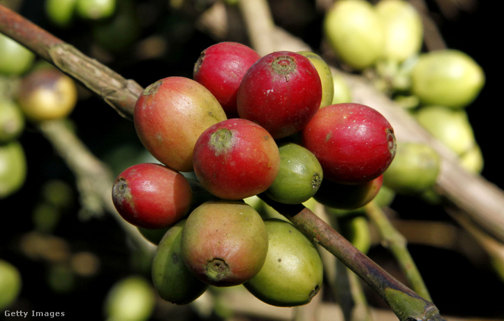 Arabica (coffea arabica) kávécseresznye Indiában