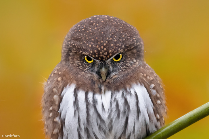 h MDRUM Pygmy Owl-3