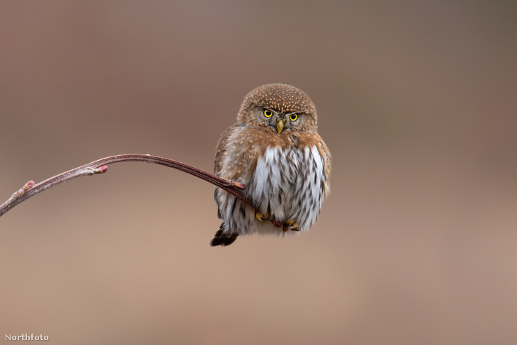 h MDRUM Pygmy Owl-2