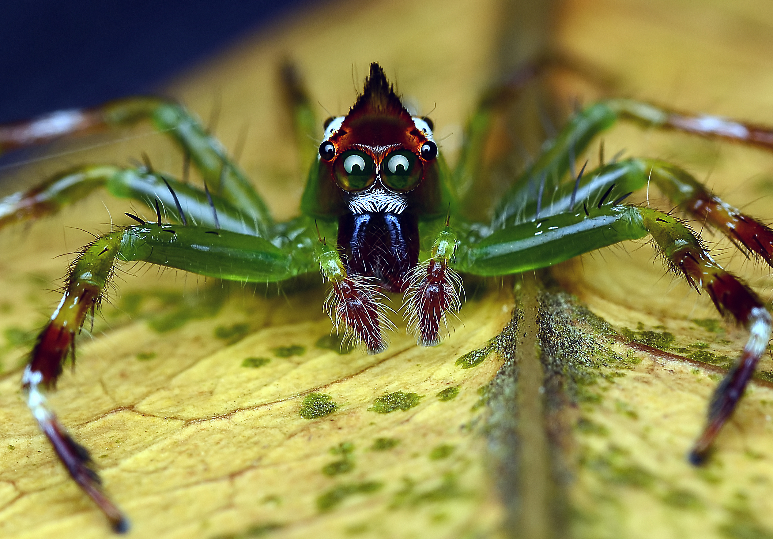 Паук хамелеон. Террариум для паука скакуна. Паук скакунчик зеленый. Арахнида паук зеленый. Паук скакун маленький.