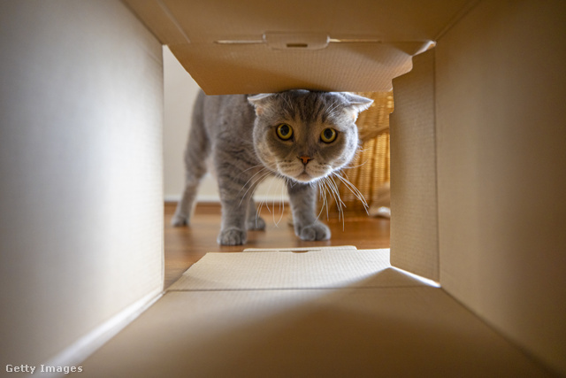 A macskák nem tudnak ellenállni a dobozoknak