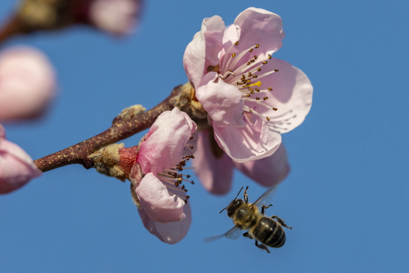 A méhek tápláléka a nektár és a virágpor, amit az idősebb dolgozók gyűjtenek be a virágzó növényekről.
