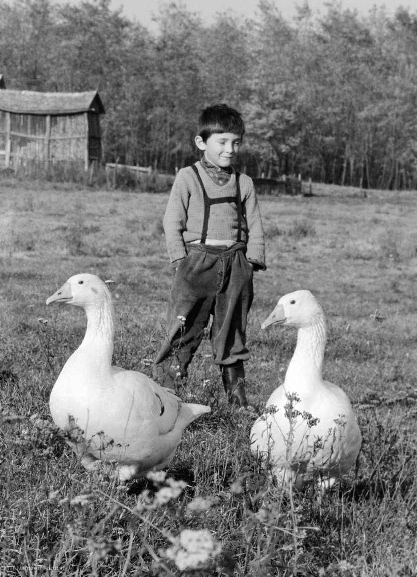 1972. november 7. Pásztorfiú libáival egy kiskunsági tanyán.