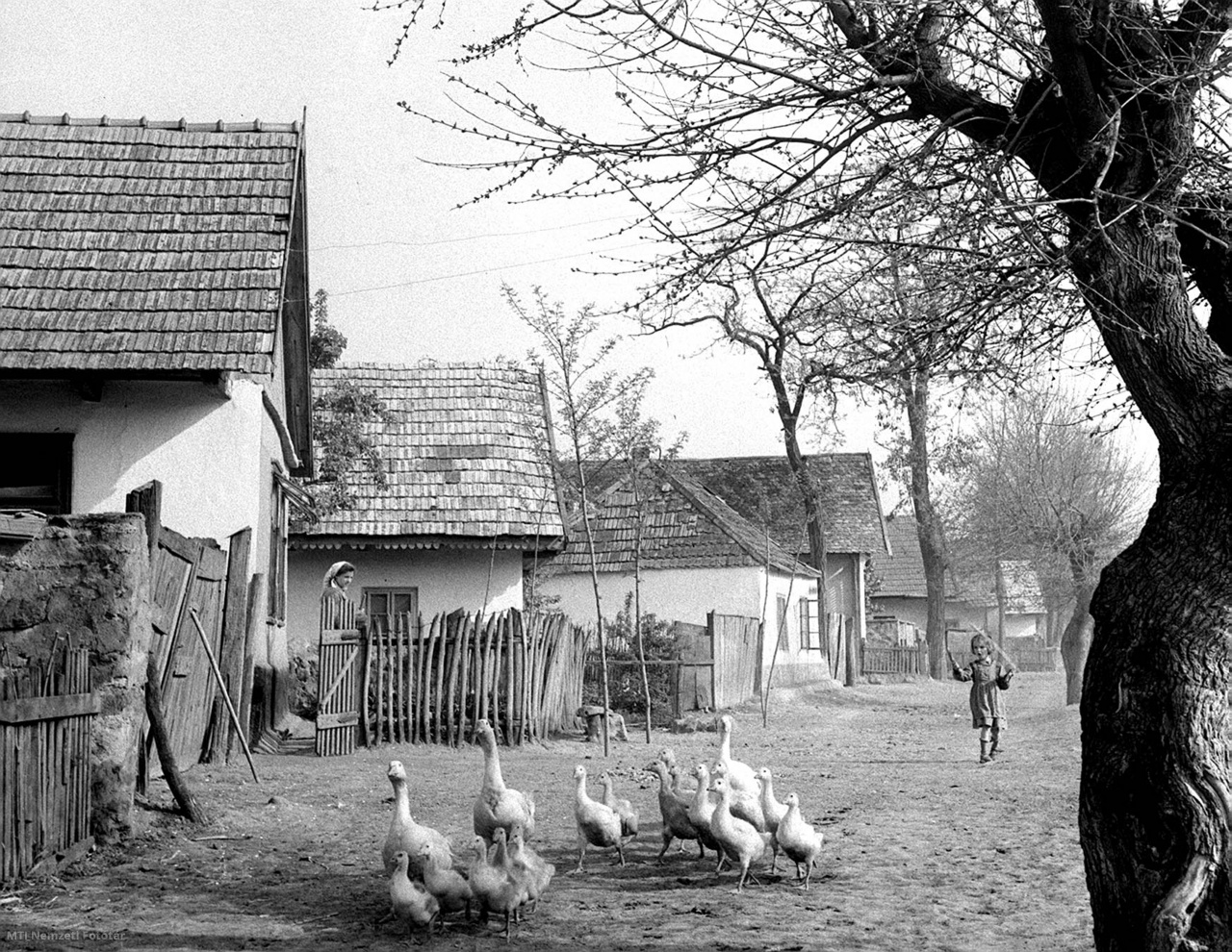 Szurdokpüspöki, 1958. május 10. Nógrád megyében a Mátra nyugati lábánál fekszik Szurdokpüspöki. A község lakói zömmel mezőgazdasággal foglalkoznak, ma már a településen alig akad földnélküli. A fiatalok egy része a közeli állami gazdaságba jár dolgozni és az ott szerzett jövedelmük is hozzájárul a falu fejlődéséhez. A község gazdái még ma is egyénileg gazdálkodnak, de a közös gazdaság is szépen fejlődik. A képen: a községben sok libát nevelnek.